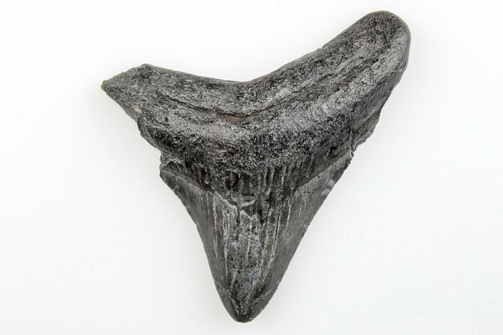 Juvenile Megalodon Tooth - South Carolina #196088